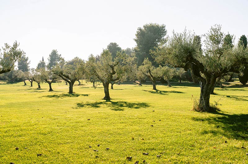 La casa del gelso